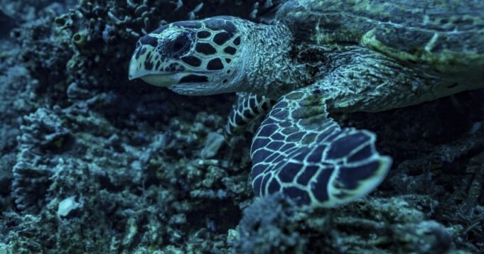 在瓦努阿圖(Vanuatu)遇到災難的情況下,照片顯示海洋動物返回被毆打的礁石。可以發生恢復嗎? 在瓦努阿圖(Vanuatu)遇到災難的情況下,照片顯示海洋動物返回被毆打的礁石。可以發生恢復嗎?