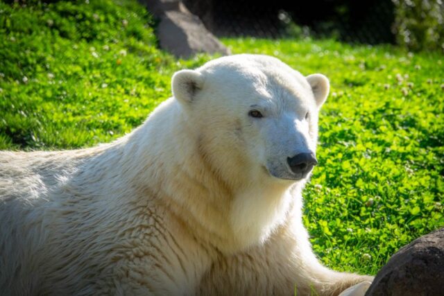 北極熊在下個月在芝加哥一棟新房子學習俄勒岡動物園 北極熊在下個月在芝加哥一棟新房子學習俄勒岡動物園