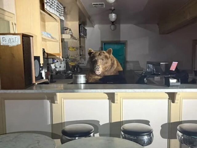 Bear-Raids-Lake-Tahoe-Ice-Cream-Parlor-Gets-Caught-In.jpg