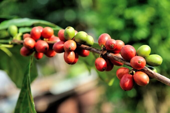 Khawlani Coffee Chronicles:從根本到財富 Khawlani Coffee Chronicles:從根本到財富