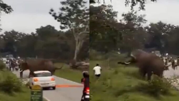 在班迪帕爾(Bandipur)與野生大象(Wild Elephant)的紀錄片旅遊邀請 在班迪帕爾(Bandipur)與野生大象(Wild Elephant)的紀錄片旅遊邀請