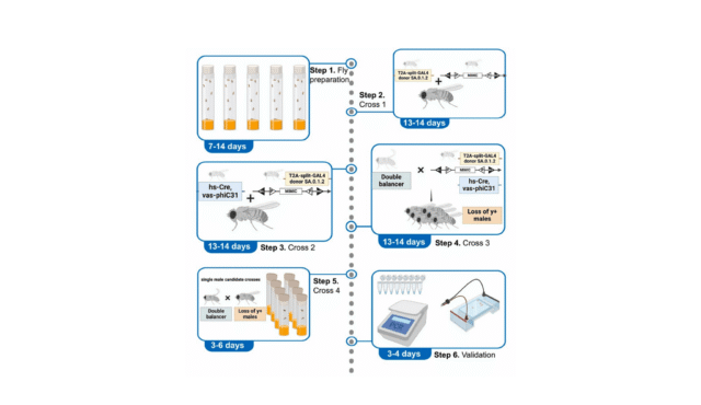 Protocol-for-replacing-coding-intronic-MiMIC-and-CRIMIC-lines-with-T2A-split-GAL4-lines-in-Drosophil.png