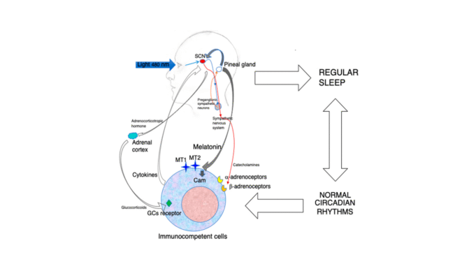 褪黑激素:超越睡眠鬥爭感染 褪黑激素:超越睡眠鬥爭感染