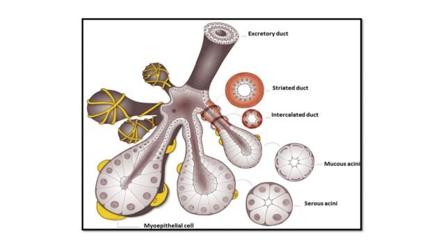 Salivary-Gland-Bioengineering.jpg