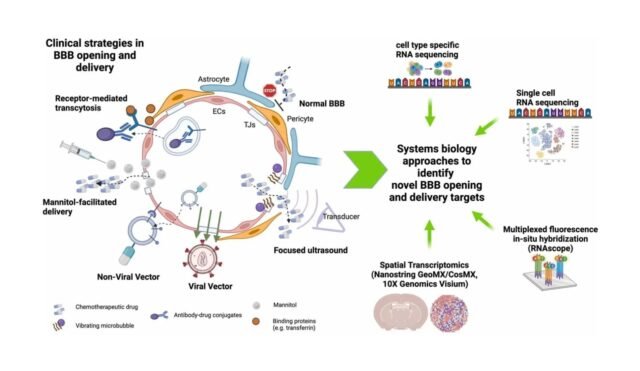 Translational-strategies-and-systems-biology-insights-for-blood-brain-barrier-opening-and-delivery-i.jpeg