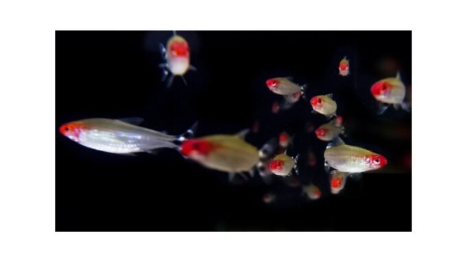 魚類研究表明,由整體行為驅動的變化。 魚類研究表明,由整體行為驅動的變化。