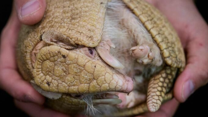 白化病塔圖(Albino Tatoure)是法國動物園的特殊分娩 白化病塔圖(Albino Tatoure)是法國動物園的特殊分娩