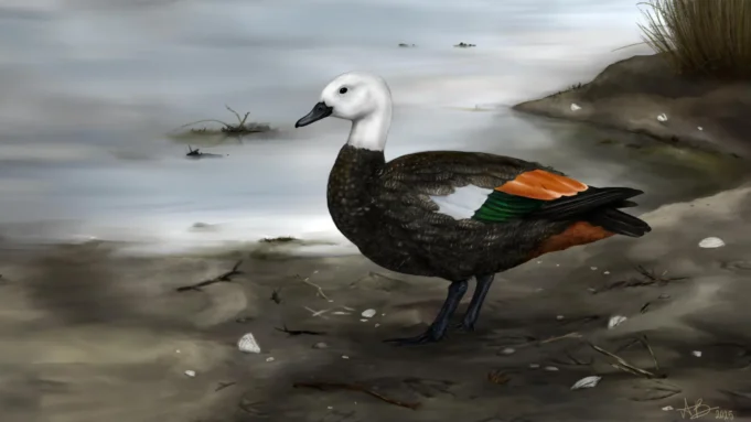 科學家們發現了失踪的謝爾德克(Shelduck),他選擇在飛行中行走。 科學家們發現了失踪的謝爾德克(Shelduck),他選擇在飛行中行走。