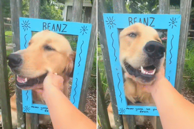 黃金獵犬的方法是在籬笆上獲取外生動物的方法