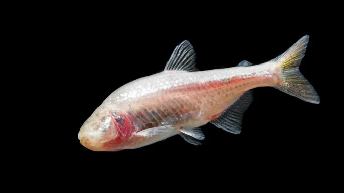 在黑暗中持續了1100萬年:Cavefish,您是如何寫新進化的? 在黑暗中持續了1100萬年:Cavefish,您是如何寫新進化的?