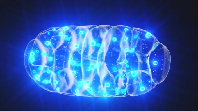 科學家通過打開大腦的小引擎來回到失去記憶力。