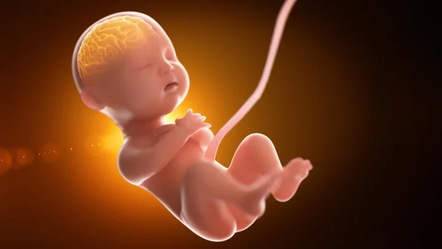 小微生物可能會在出生前秘密強調大腦。 小微生物可能會在出生前秘密強調大腦。
