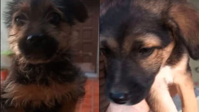 這只美麗的小狗正在尋找一間負責任的房子