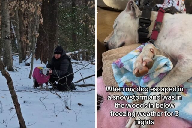 deaf-dog-found-snow.jpg