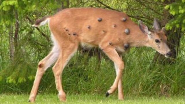 deer_papillomas-wash-dfw.jpg