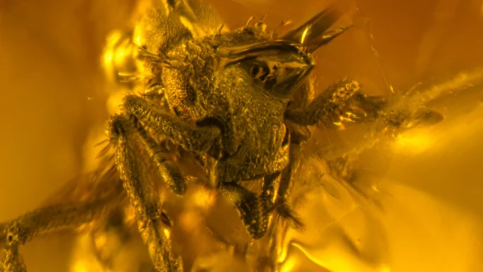 黃琥珀色，年齡1600萬，只是偶然地，是有史以來最小的獵人。