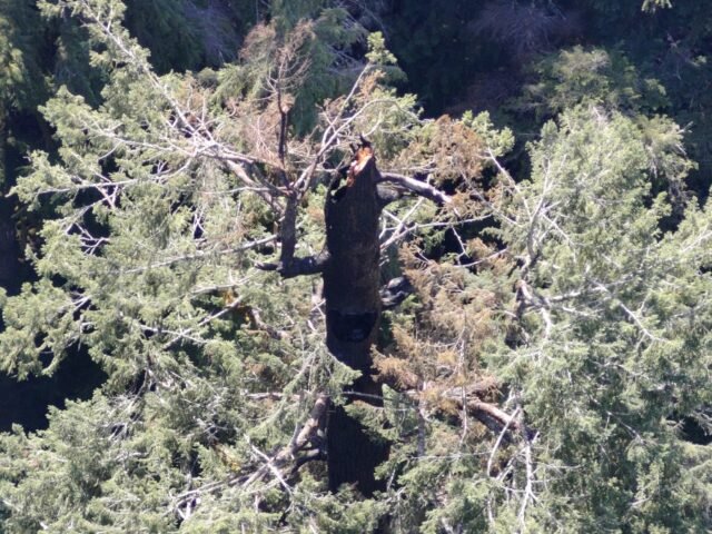 doerner-fir-from-distance-8.19.25.jpg