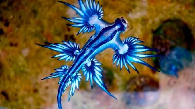 藍龍：侵略西班牙海灘並迫使它們關閉它們的危險海洋生物