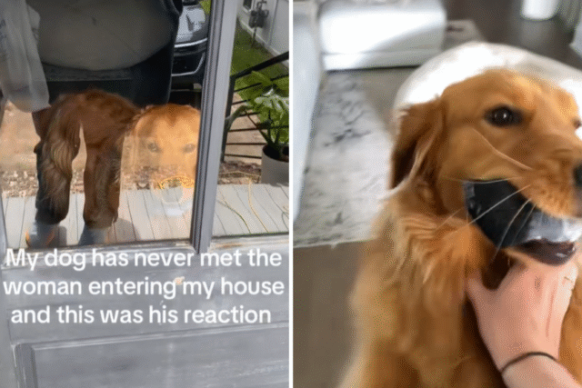 golden-retriever-vs-stranger.png