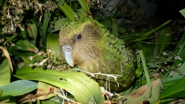 kakapo-on-maud-island-new-zealand.webp.webp