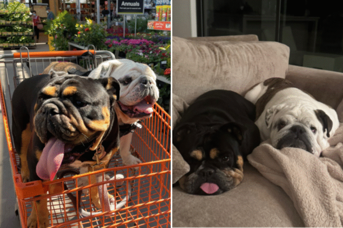 “寂寞”鬥牛犬去白天護理,所有者的論文無需選擇 “寂寞”鬥牛犬去白天護理,所有者的論文無需選擇