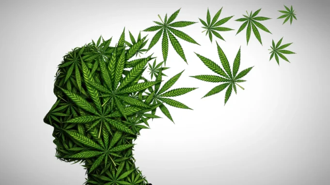 今天隱藏在高大麻中的心理健康的危險。 今天隱藏在高大麻中的心理健康的危險。
