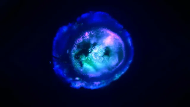 multi-region-brain-organoid.webp.webp