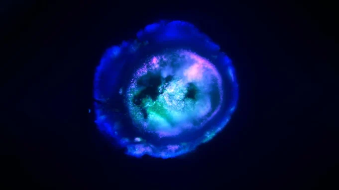 約翰·霍普金斯(Johns Hopkins)的科學家長大了一個小而更明亮的人類大腦,並像真實的東西一樣連接。 約翰·霍普金斯(Johns Hopkins)的科學家長大了一個小而更明亮的人類大腦,並像真實的東西一樣連接。