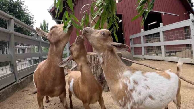 Origon動物園歡迎三隻新山羊為家庭農場 Origon動物園歡迎三隻新山羊為家庭農場