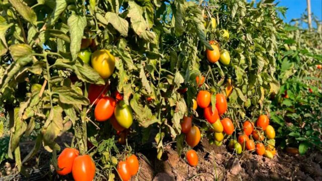 no-se-cosecho-tomate-526666-073810.jpg