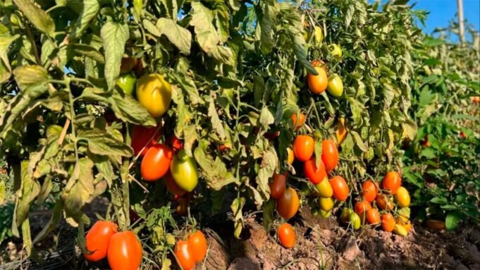 Salteño生產商留下了數千公斤的西紅柿,沒有收穫 Salteño生產商留下了數千公斤的西紅柿,沒有收穫