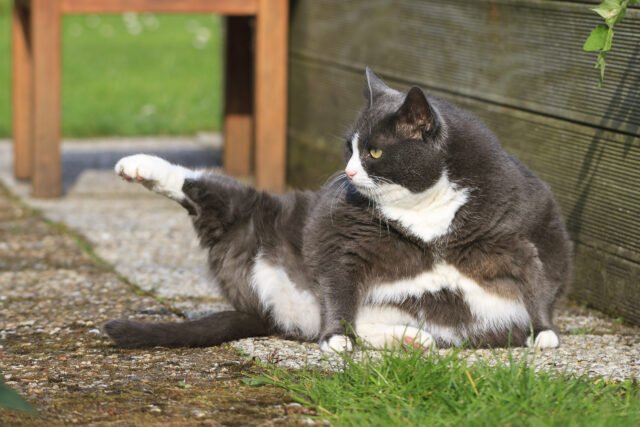 obese-cat.jpg