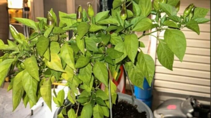 光學幻覺：您能發現保存在碗裡的蔬菜圖像中的隱藏蜥蜴嗎？