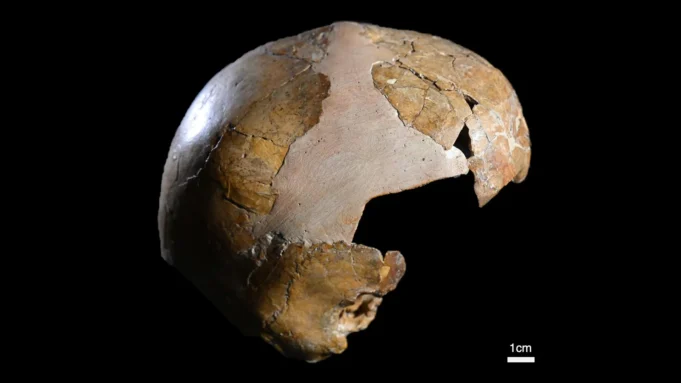 140,000年的骨骼表明，它在人類和現代人類之間會盡快混合。