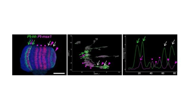 Genome-wide-quantitative-dissection-of-an-arthropod-segmented-body-plan-at-single-cell-resolution.jp_.jpeg
