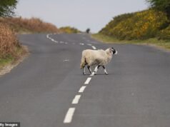 您在路上與動物相撞嗎?您知道哪些情況依法必須向警方報案嗎?