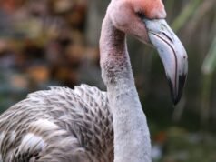 火烈鳥翅膀被剪斷,從英國動物園逃到法國生活