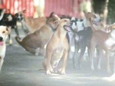 “殘忍、不切實際”:浦那市民抗議最高委員會對社區狗的裁決 Pune News