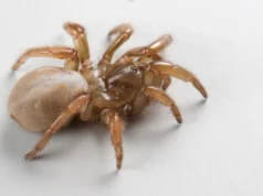 加州海灘下發現“可怕”的新蜘蛛品種