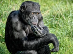 黑猩猩用新證據改變了科學家的想法,讓科學家們大吃一驚