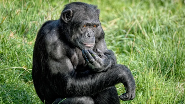 chimpanzee-thinking-close-up.webp.webp