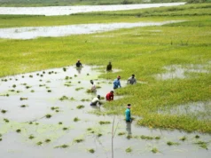 山洪暴發導致全球稻米產量快於預期。