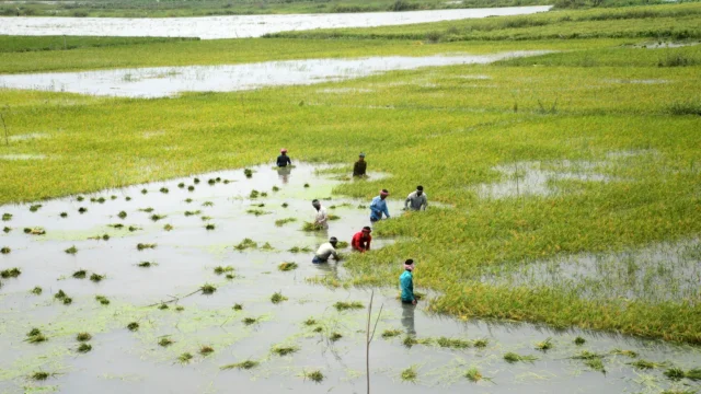 farmers-harvesting-rice-in-flooded-field.webp.webp
