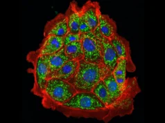 科學家們扭轉了小鼠的腎臟損傷,希望這種情況將來也能發生在人類身上。
