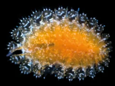 科學家發現深海中隱藏的14種奇怪物種