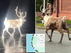 跑,跑,魯道夫!一隻馴鹿從英國聖誕老人樂園逃脫,引發紅鼻子警報,皇家海軍陸戰隊參與救援任務