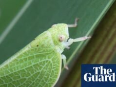 “借來的時間”:氣候危機加劇了農作物病蟲害和糧食損失 |食品安全