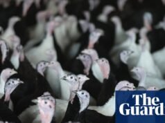 禽流感影響供應,英國超市轉向歐洲火雞食品行業