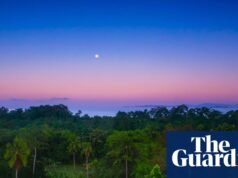 “他們現在害怕我們了”:對熱帶森林的共同投資如何嚇跑了伐木者|巴拿馬