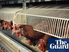 英格蘭將禁止使用雞籠和豬產仔籠動物福利